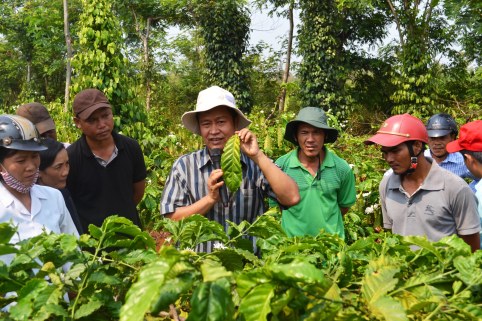 Chuyên gia Viện KH NLN Tây Nguyên hướng dẫn nông dân dấu hiệu nhiễm bệnh trên lá cà phê