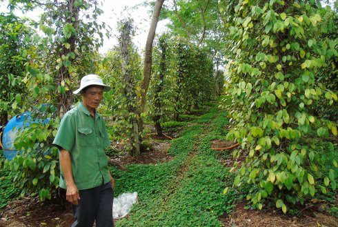 Nỗi buồn của chủ vườn có tiêu nhiễm bệnh