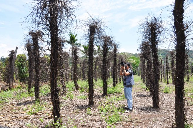 Một vườn tiêu chết vì thuốc trừ sâu rầy giả tại xã Tâm Thắng huyện Cư Jút tỉnh Đắk Nông