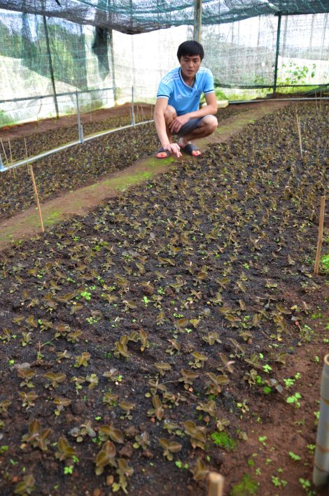 Trong vườn ươm cây Kim cương