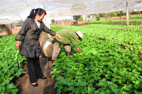 Bà Cẩm Lai bên luống mùng tơi của ông Hiền 