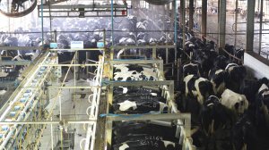 Bò được tắm và nghe nhạc trước khi vào ô vắt sữa