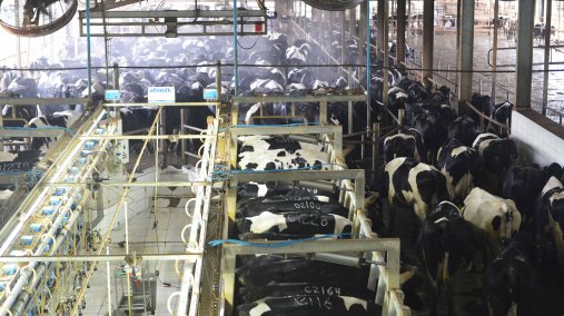 Bò được tắm và nghe nhạc trước khi vào ô vắt sữa