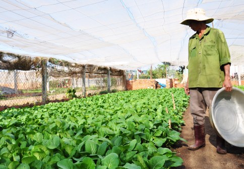 Ông Hiền buồn vì giá rau an toàn quá thấp