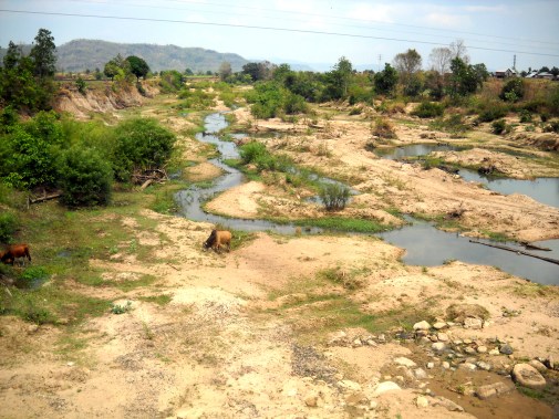 Đàn bò nhởn nhơ gặm cỏ dưới dòng sông Ba