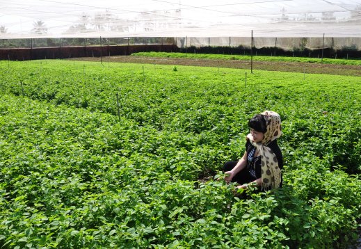 Rau thơm VietGAP ở phường Khánh Xuân