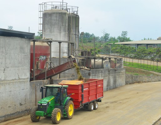 Rót thức ăn đã phối trộn vào xe chở đi cho bò ăn