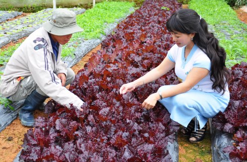 Trong vườn rau hữu cơ