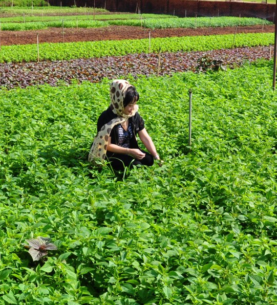 Vườn rau thơm muôn màu ở phường Khánh Xuân