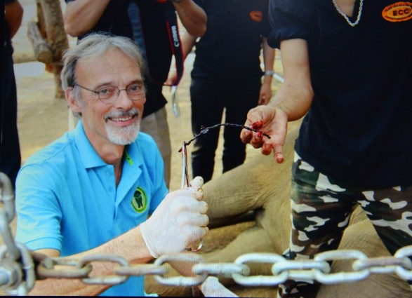 Bác sĩ Willem gắp đoạn kẽm ra khỏi chân voi June