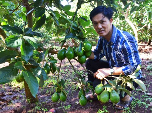 Anh Mười Bơ bên cây bơ mùa trái bói