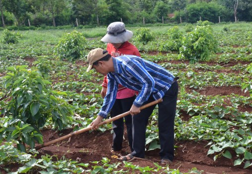 Anh Mười Bơ cuốc cỏ làm mẫu cho nhân công