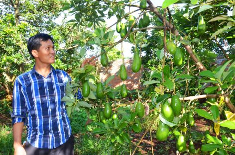 Tỉ phú Mười Bơ giữa vườn bơ trĩu quả