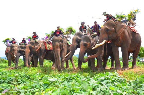 Nhiều con voi cùng khóc trong khi chờ tiễn biệt linh cữu 