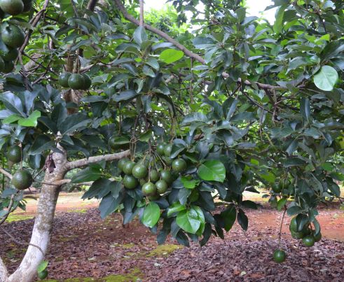 Bơ booth 7 trong vườn thực nghiệm của Viện