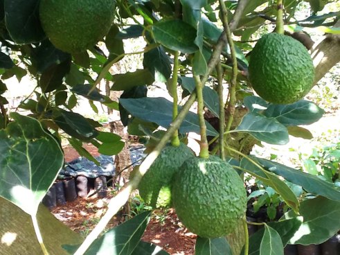 Bơ Hass trong vườn Thùy Vân