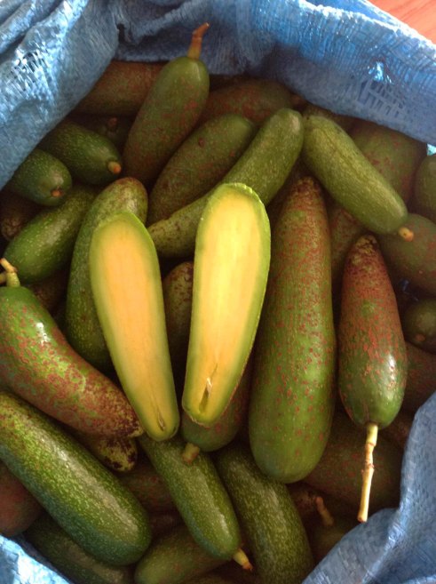 Bơ không hạt độc đáo