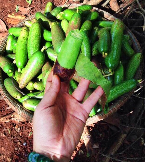 Bơ không hạt có thể lột vỏ ăn ngay 