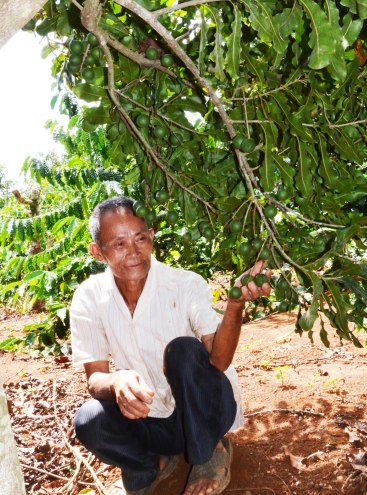 Ông An với cây mắc ca ra trái mùa đầu