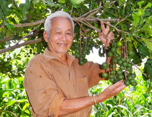 Ông Đại rất hào hứng với vườn mắc ca sai trái