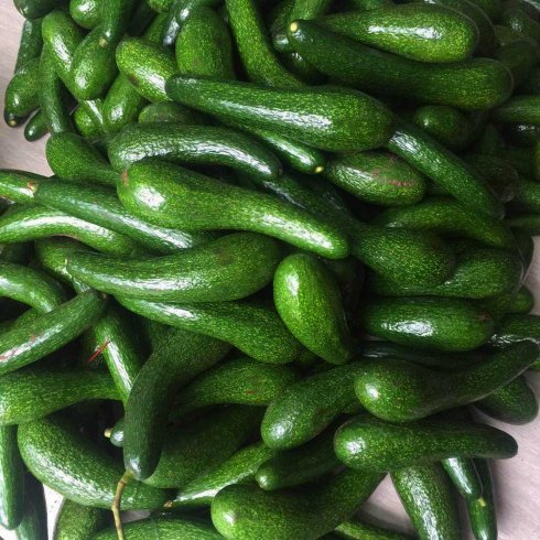 Giống bơ xanh trái hình giọt nước