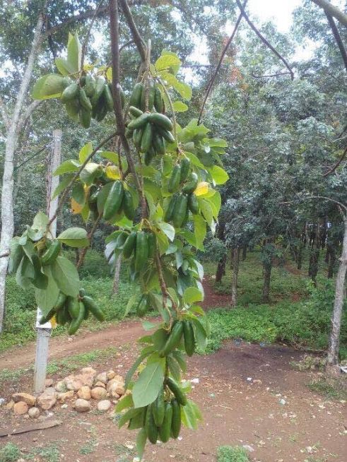 Một cành bơ không hạt trĩu trái