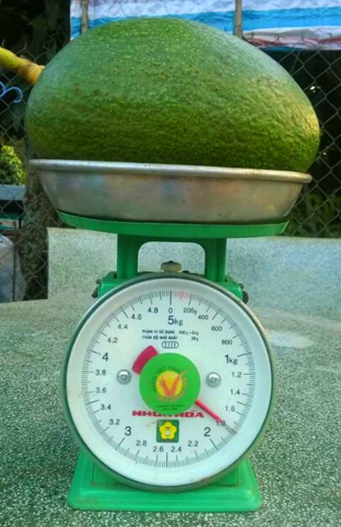 Quả bơ khủng nặng 1800gr