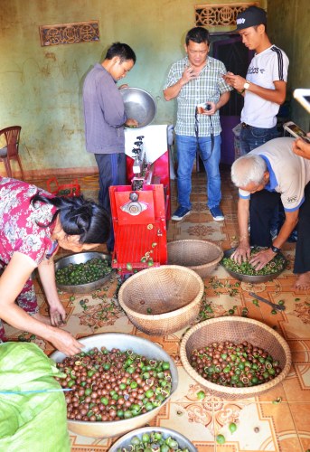 Tách vỏ quả mắc ca bằng máy