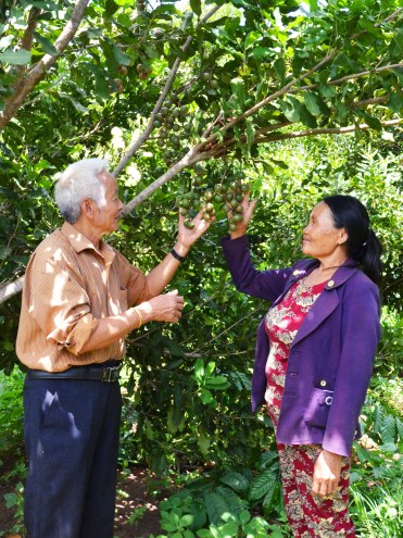 Vợ chồng ông Đại với một cây mắc ca đang chín