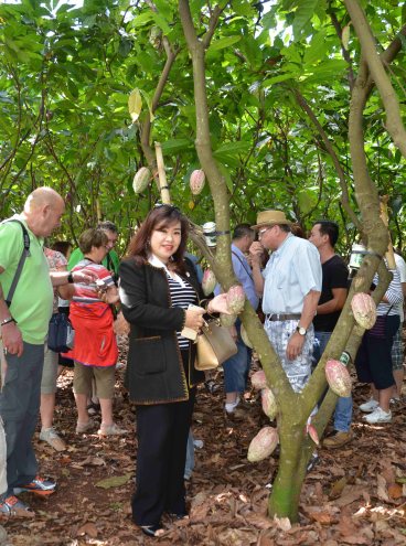 Đoàn du khách Pháp thăm vườn ca cao