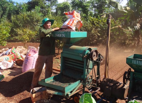 Ông Vĩnh xay tách vỏ cà phê quả khô