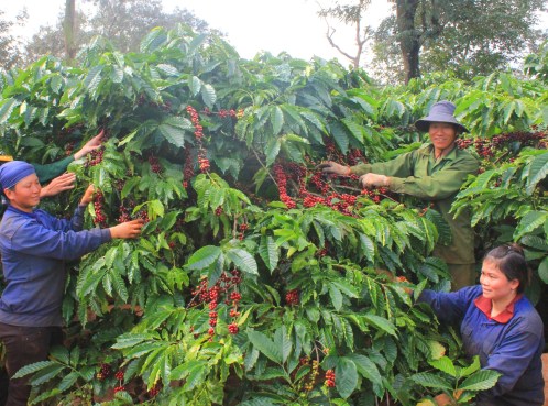 Công nhân hái cà phê chín đều tại Cty cà phê 15