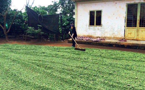 Một chủ rẫy sợ bị trộm nên đã hái toàn cà phê quả xanh