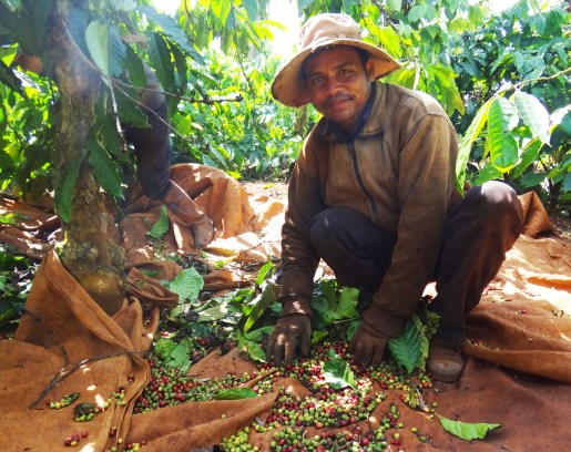 Vườn bà B cà phê mùa này rất ít quả