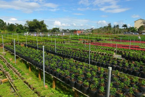 Những vườn hoa rộng bạt ngàn ở Sa Đéc