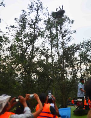 Săn ảnh lúc chim về tổ tại Vườn Quốc gia Tràm Chim