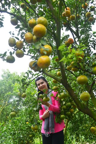 Vườn quýt hồng Lai Vung