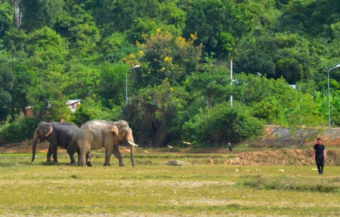 Ông Long hồi hộp theo dõi cảnh ngúng nguẩy của cặp đôi Y Mâm- Ban Nang khi mới ghép đôi