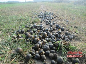 Ốc bươu vàng gom bên vệ đường ở đồng lúa xã Xuân Hòa, Nam Đàn, Nghệ An - 27/06/2016