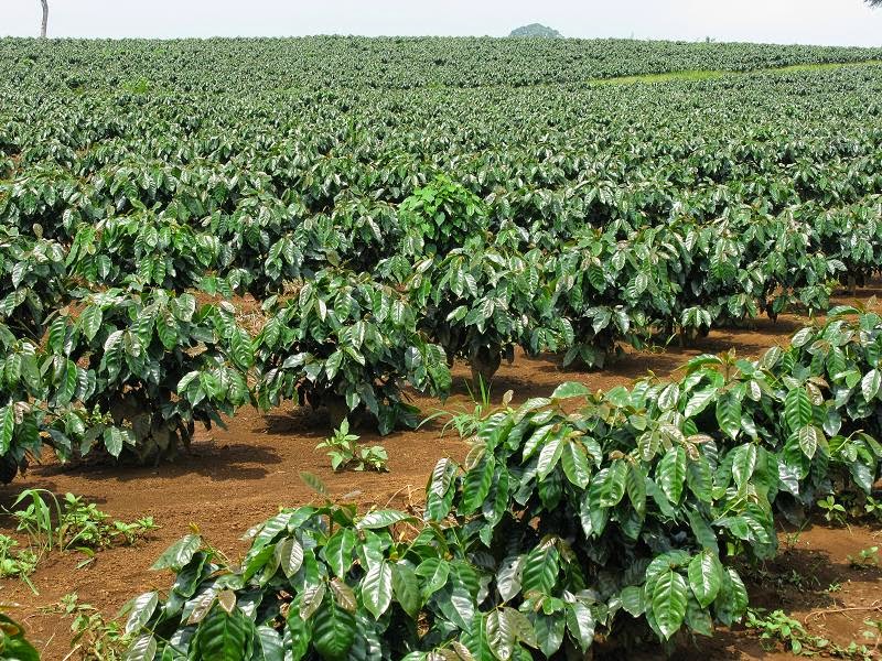 Káº¿t quáº£ hÃ¬nh áº£nh cho cÃ  phÃª giÃ  cá»i á» TÃ¢y NguyÃªn