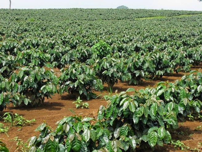 Káº¿t quáº£ hÃ¬nh áº£nh cho cÃ  phÃª giÃ  cá»i á» TÃ¢y NguyÃªn